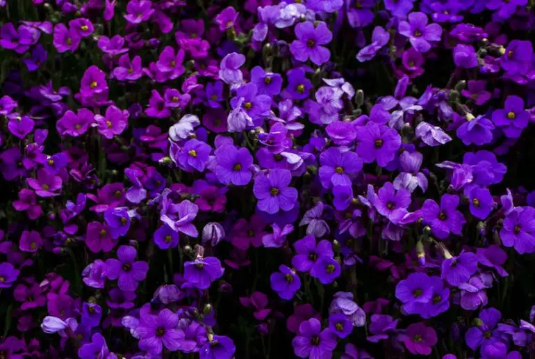 Farbe Violett: Bedeutung, Wirkung und Assoziationen